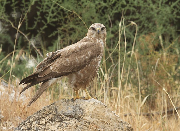 . Steppe Buzzard  Buteo buteo vulpinus.wadi Meitzar,Golan 10-05-12      Lior Kislev